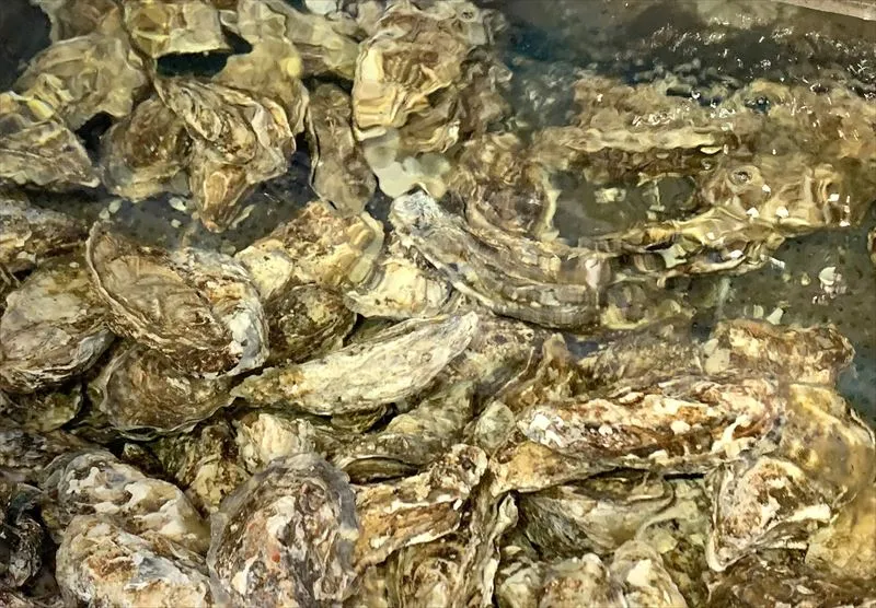 シングルシード方式の特徴は？