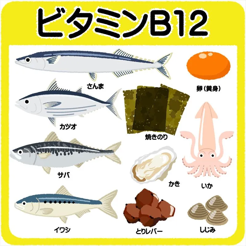 ビタミンB12の含有量が多い食べ物は?