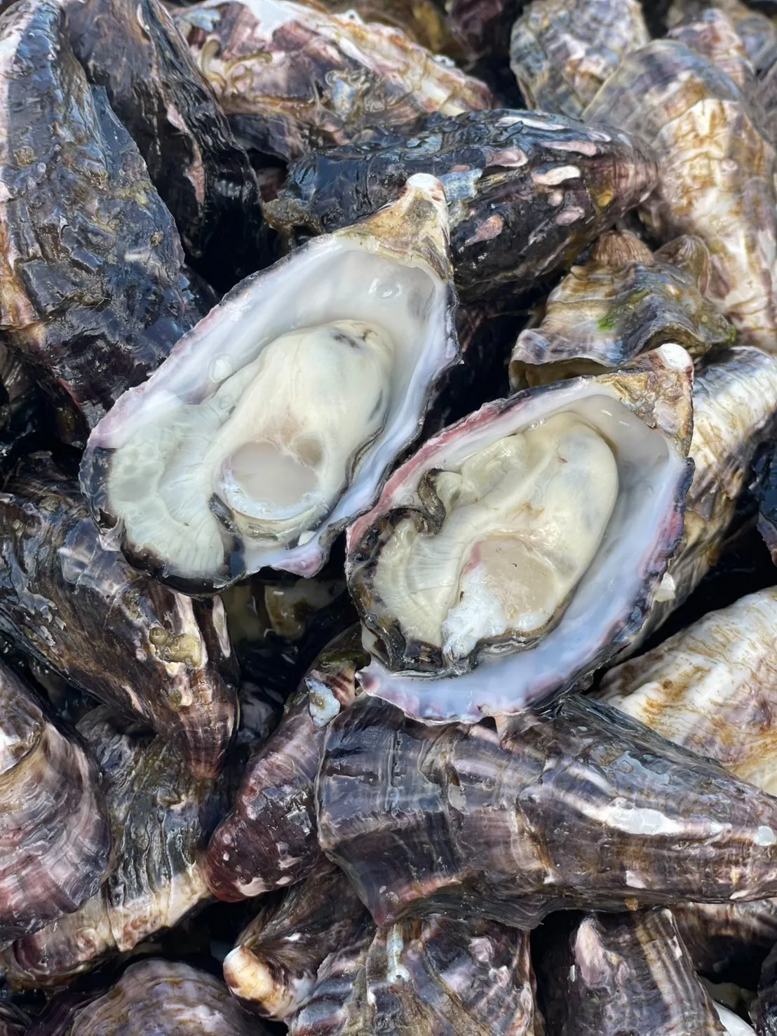 いい感じに育ってきました～