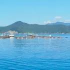 オリーブオイスターの強み